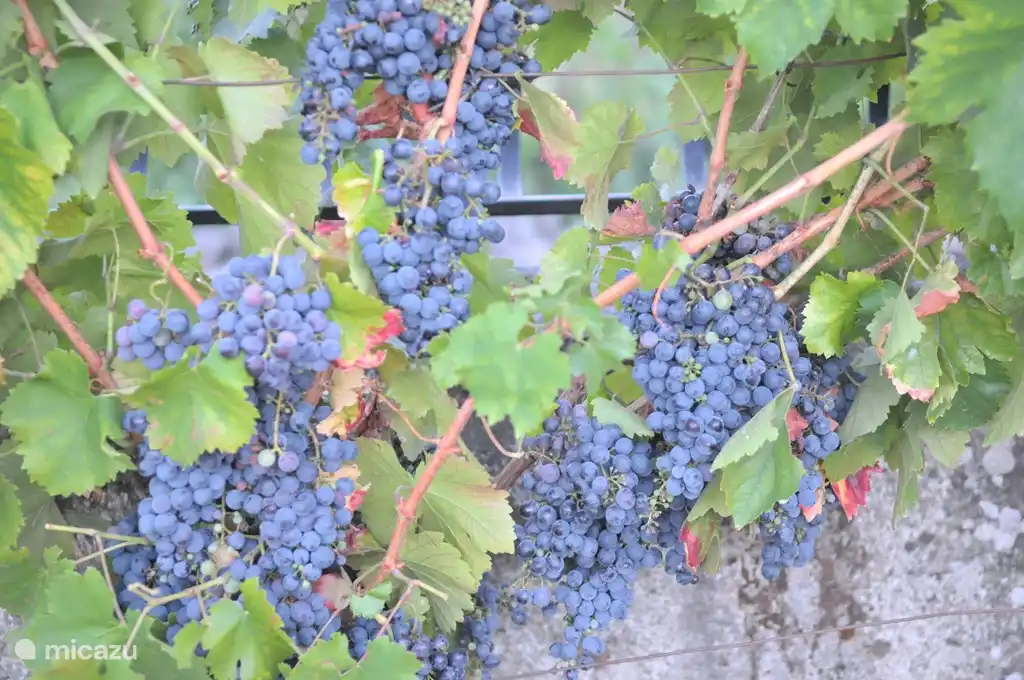 Unsere eigenen Trauben