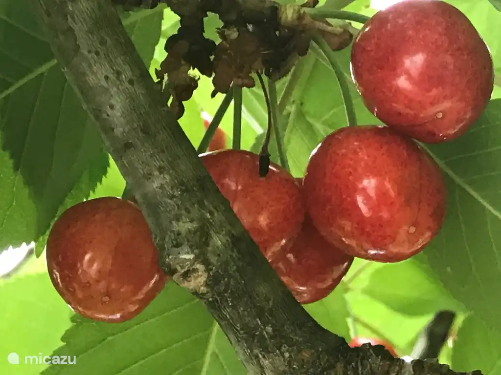 An Kirschen mangelt es nicht