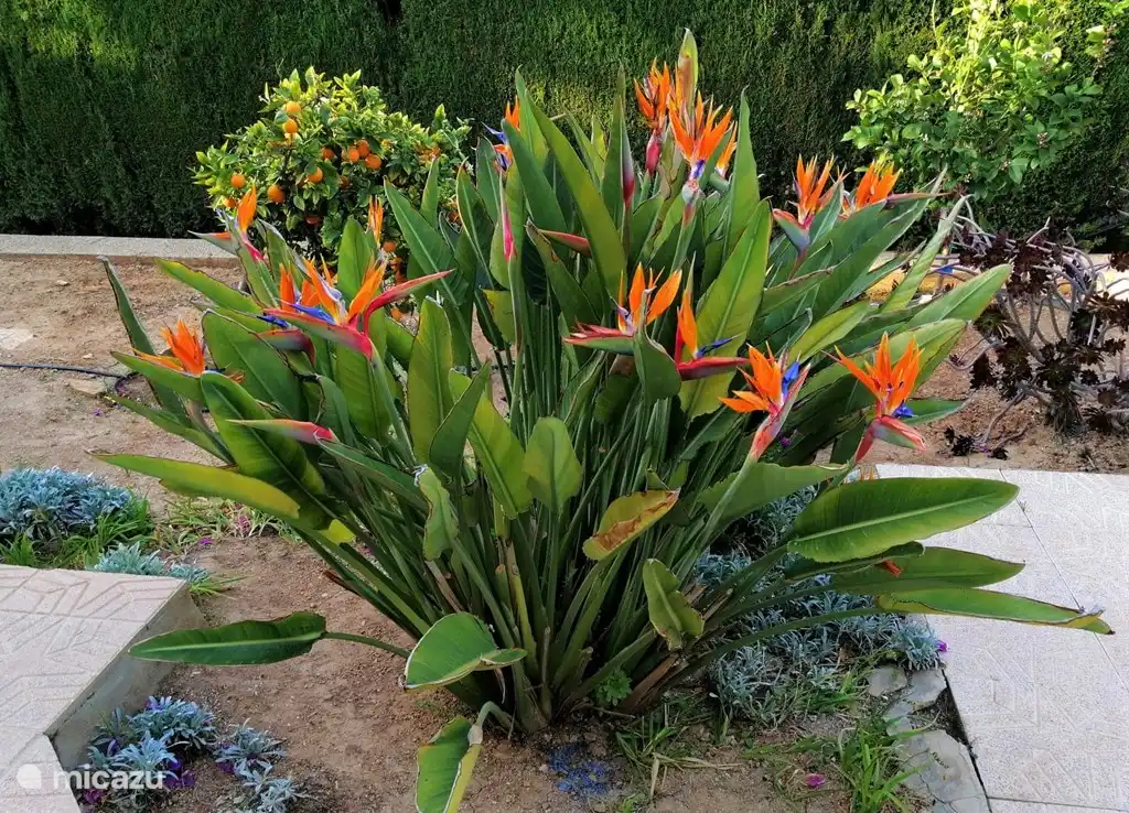 A beautiful bird of paradise, (Lystricia)