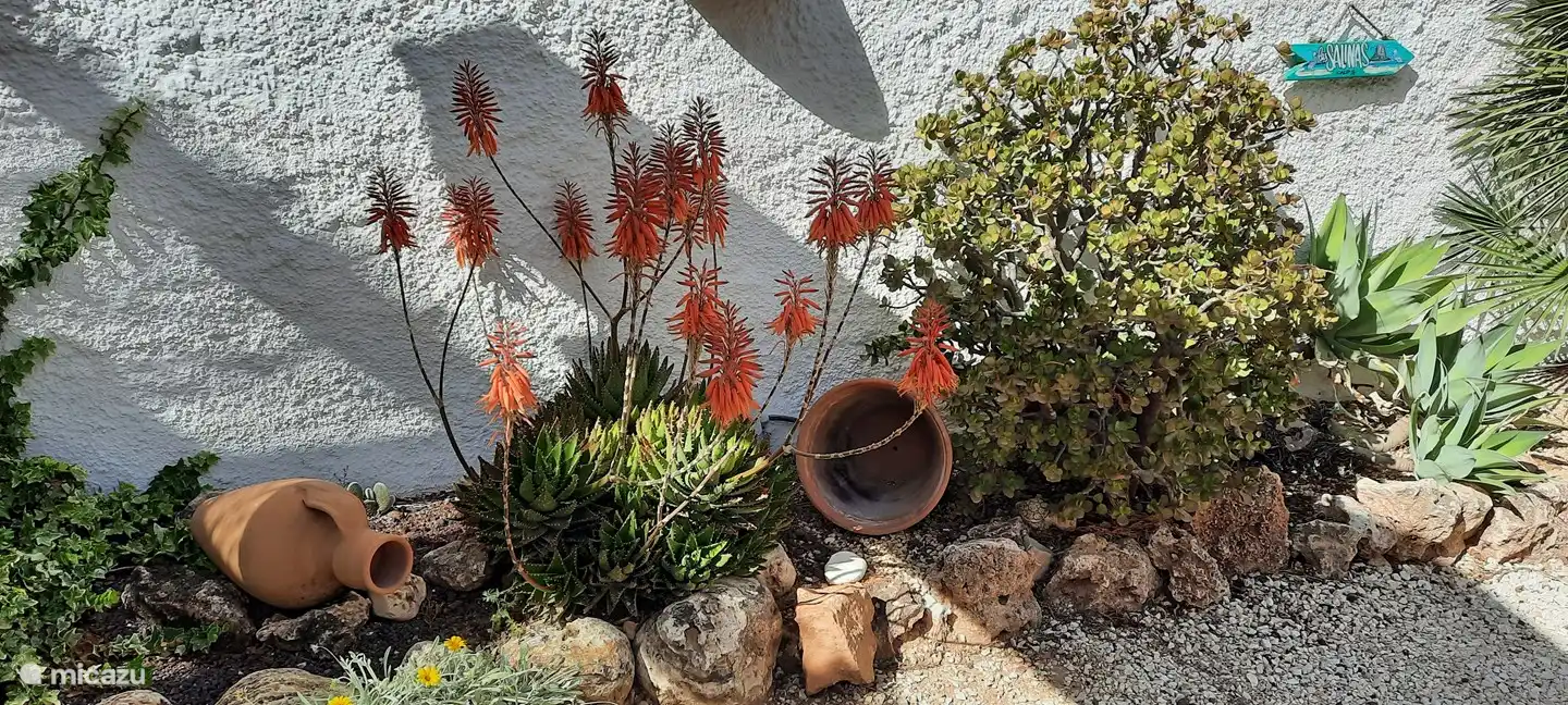 Blooming Torch Lily in June