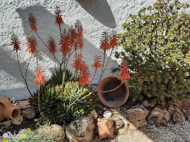 Casa Prudentia... Paradis! | Espagne, Costa Blanca, Calpe - villa Lys flambeau à fleurs en juin