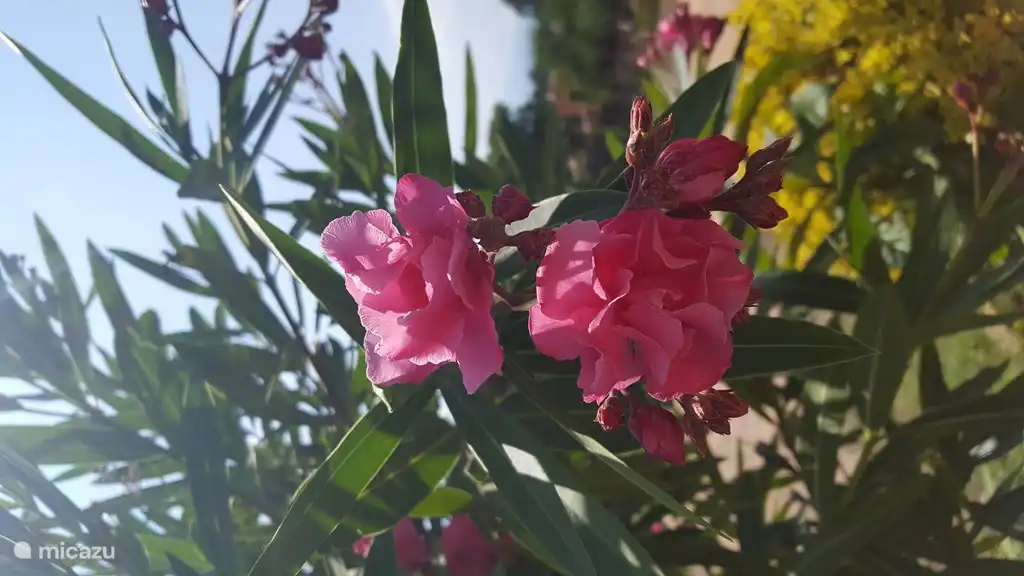 Beaucoup de flore et de faune différentes dans le magnifique jardin paysager autour de la villa