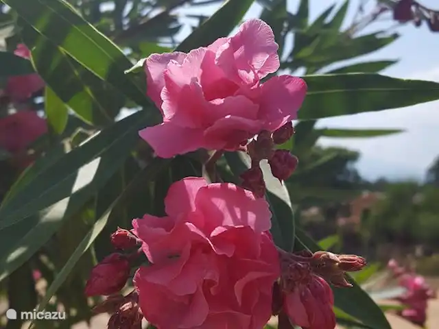 Casa Lily | Espagne, Costa Brava, Vidreres - villa Beaucoup de flore et de faune différentes dans le magnifique jardin paysager autour de la villa