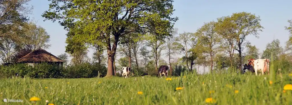 Eine abwechslungsreiche Landschaft, in der sich blumige Wiesen, alte bewaldete Ufer, Heide und Wald abwechseln.