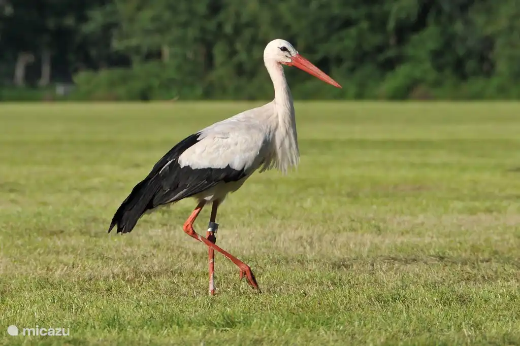 Der Storch fühlt sich auch hier zu Hause!