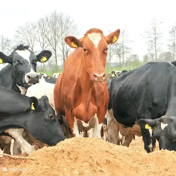 Neugierige Nachbarinnen