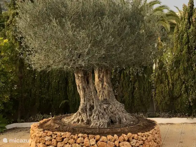 Casa la Suerte Javea | Espagne, Costa Blanca, Jávea - villa Notre olivier, 600 ans...