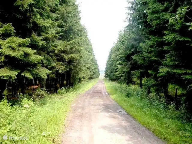 Waldweg in der Umgebung