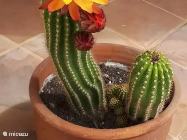 Villa Holiday | Espagne, Costa Blanca, La Nucia - villa