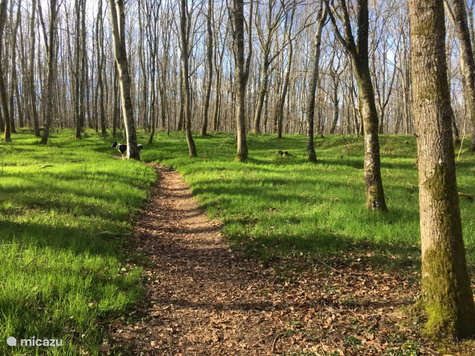 einer der vielen Waldwege im Troncais-Wald