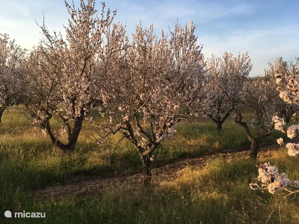 In the spring (February) the almond blossoms of the many almond trees burst open in the valley.