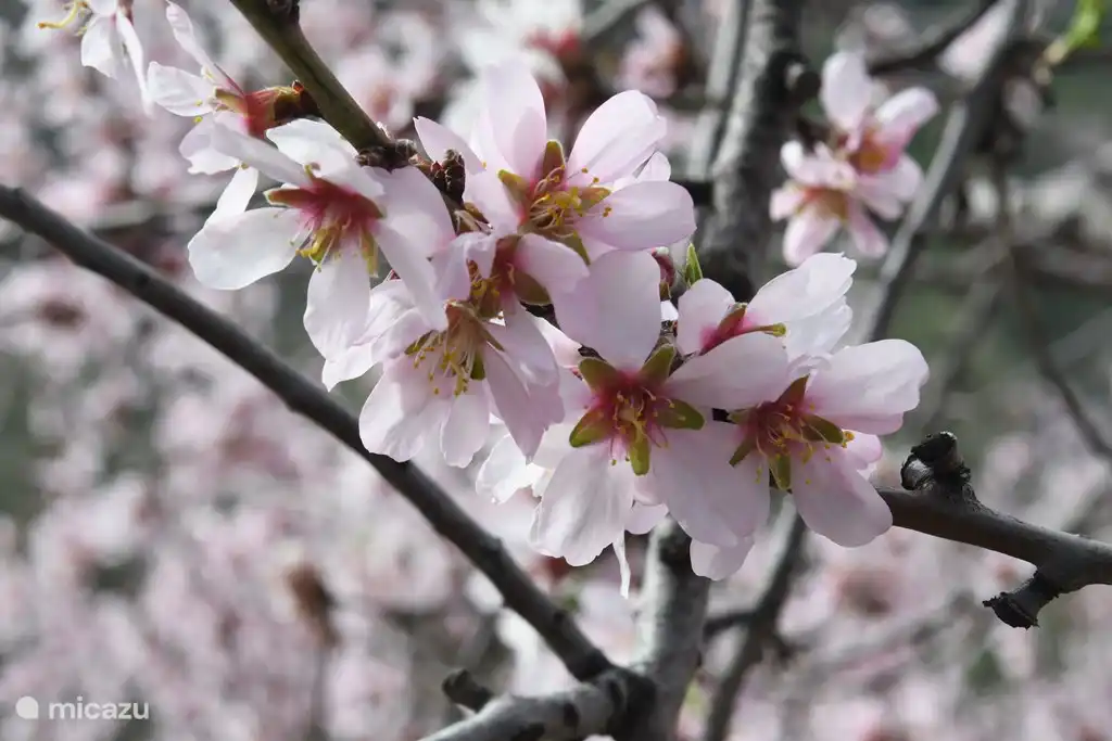 Although many people think that the name Costa Blanca arose because of the white beaches, the region is actually named after the white almond blossoms that bloom around February.