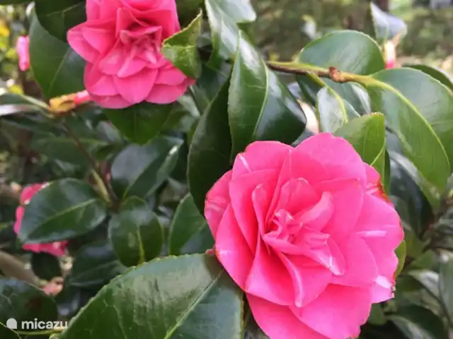 gîte / cottage huren in Frankrijk, Finistère, Locmaria-Berrien – La Colline des Renards Bloeiende tuin