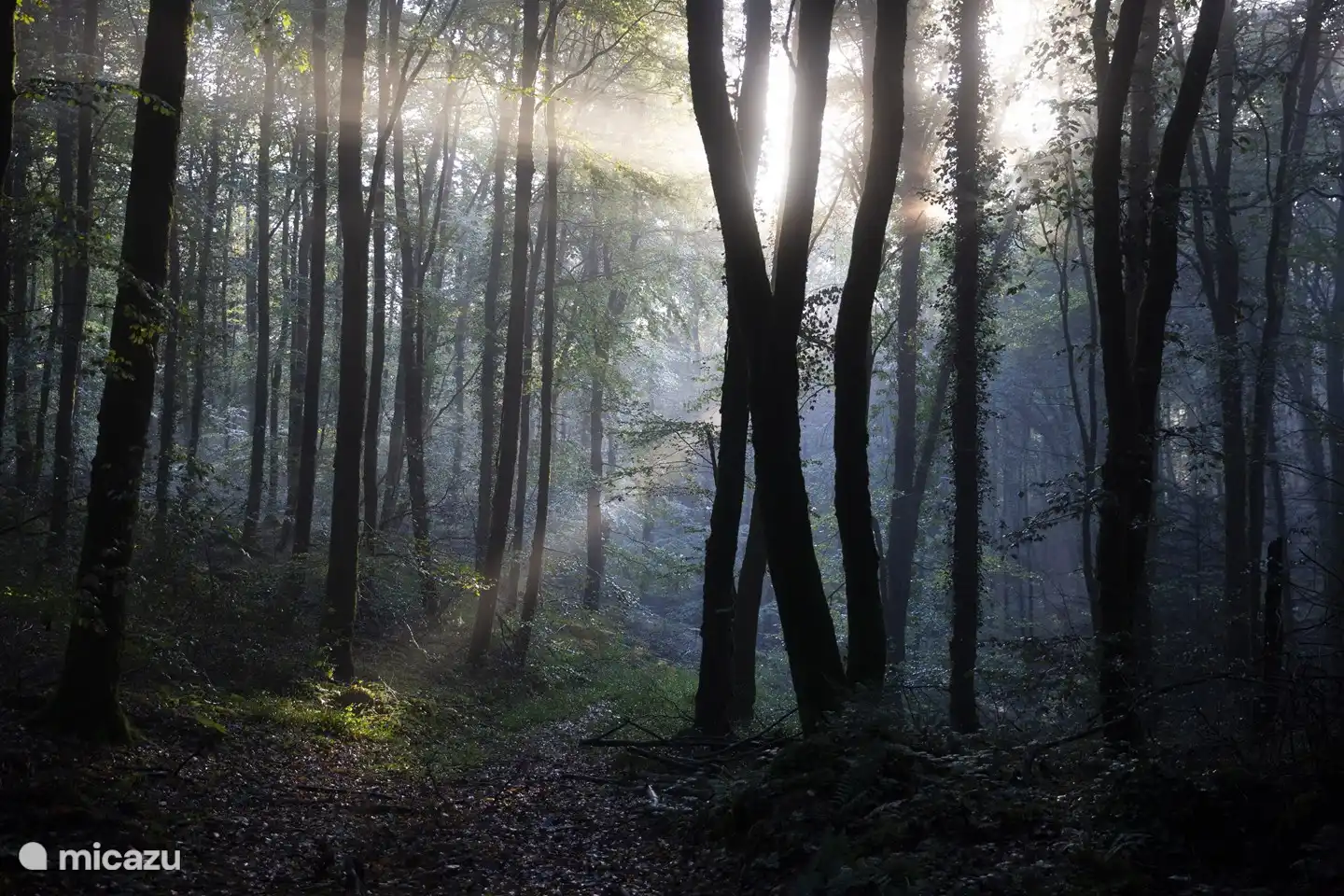 op loopafstand van de gite, geweldige bossen om in te dwalen