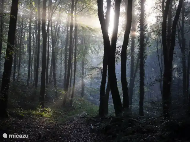 gîte / cottage huren in Frankrijk, Finistère, Locmaria-Berrien – La Colline des Renards op loopafstand van de gite, geweldige bossen om in te dwalen