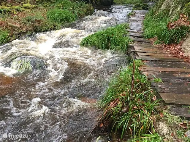 gîte / cottage huren in Frankrijk, Finistère, Locmaria-Berrien – La Colline des Renards impressie bos