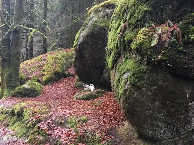gîte / cottage huren in Frankrijk, Finistère, Locmaria-Berrien – La Colline des Renards impressie bos