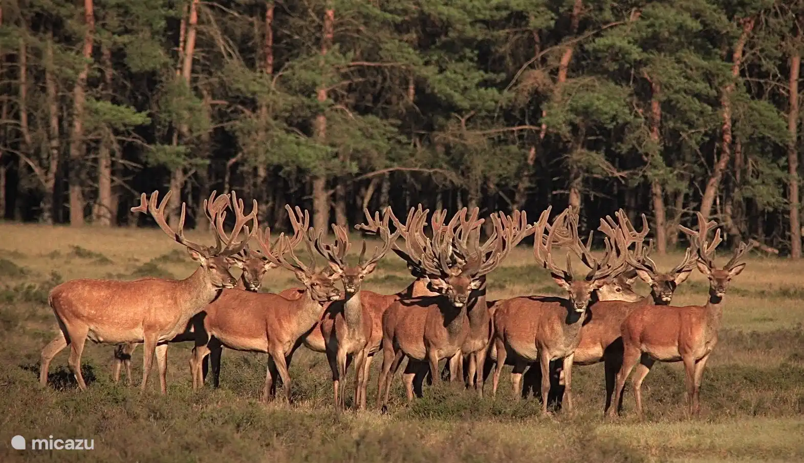 Herten op de Veluwe