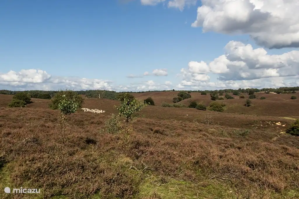 Veluwe landschap