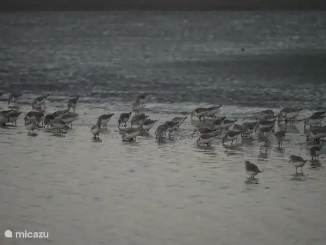 Bonita casa de vacaciones en la playa en Países Bajos, Holanda Meridional, Ouddorp - casa vacacional La playa