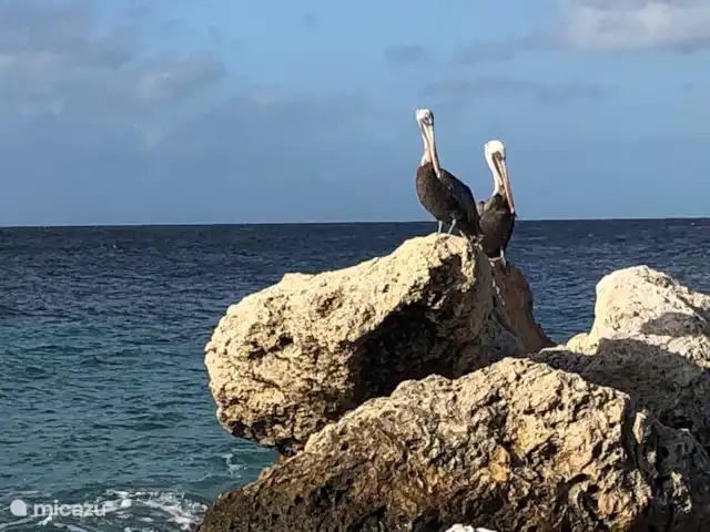 Blue Bay L’océan  | Curaçao, Curaçao-Centre, Blue Bay - appartement Plage