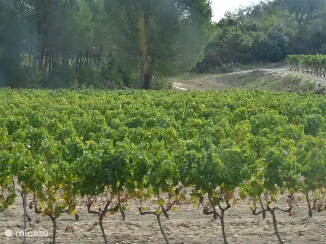 Le Mas Big'Amac | France, Côte d'Azur, Le Plan-de-la-Tour - villa Vignobles