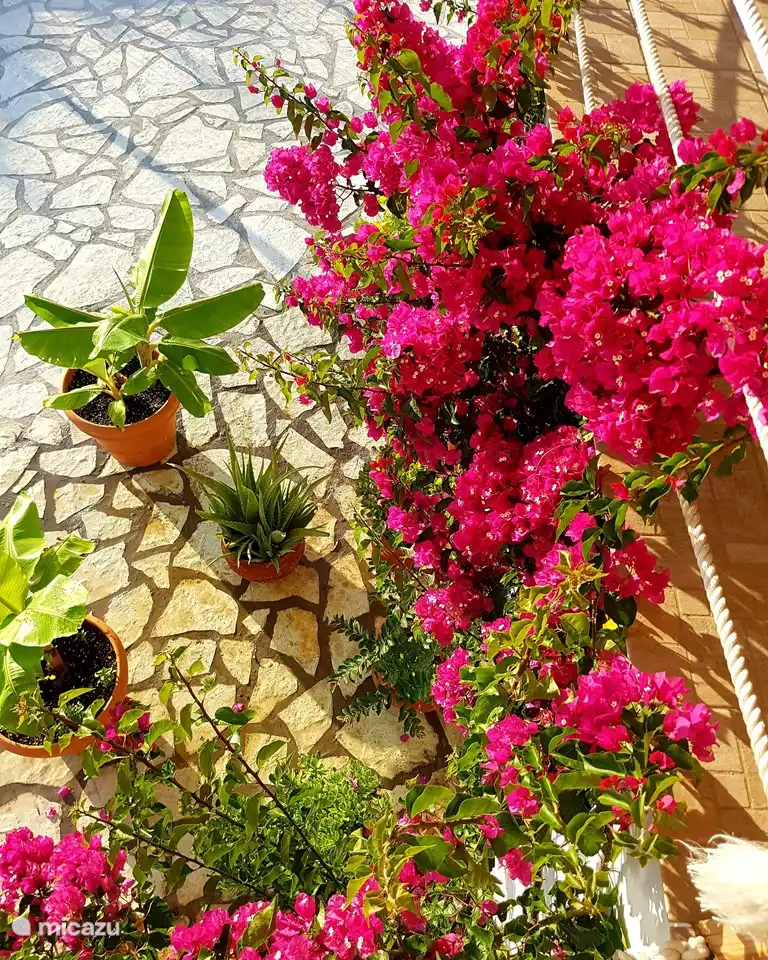 Bougainville bij de veranda