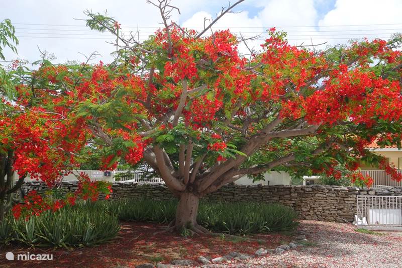Ferienwohnung Bonaire, Bonaire, Santa Barbara Villa Kas Buriku