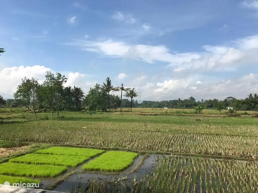 Reisfelder neben uns