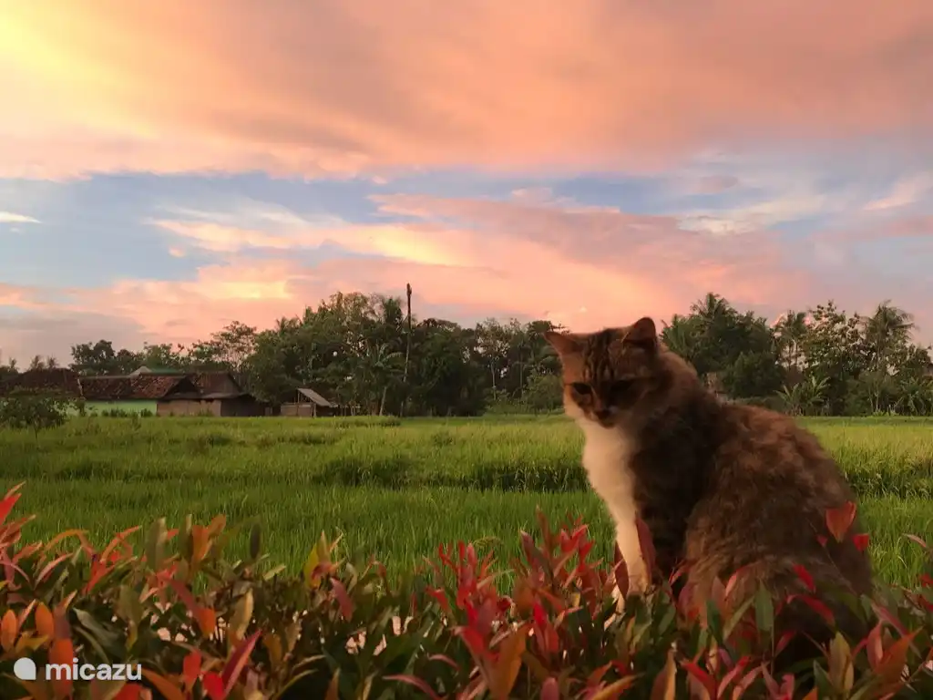 Blick auf den Sonnenuntergang