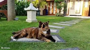 Cantik geschmuggelt aus Bali