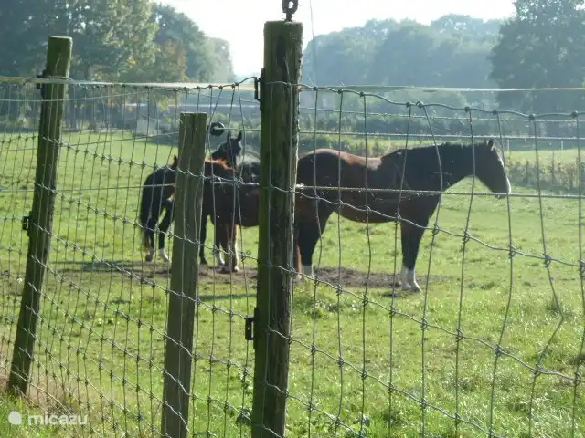 garden view on pasture