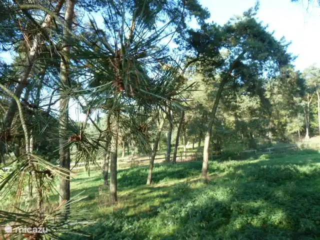 Maison de vacances Het Brede Veld | Pays-Bas, Gueldre, Ede - maison de vacances cour