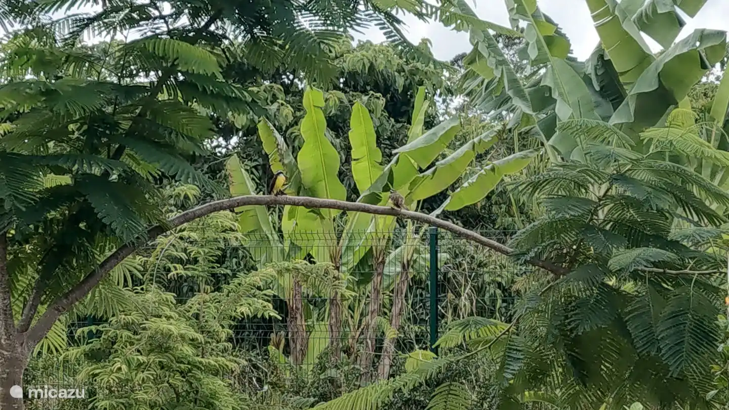 tropical birds in the garden
