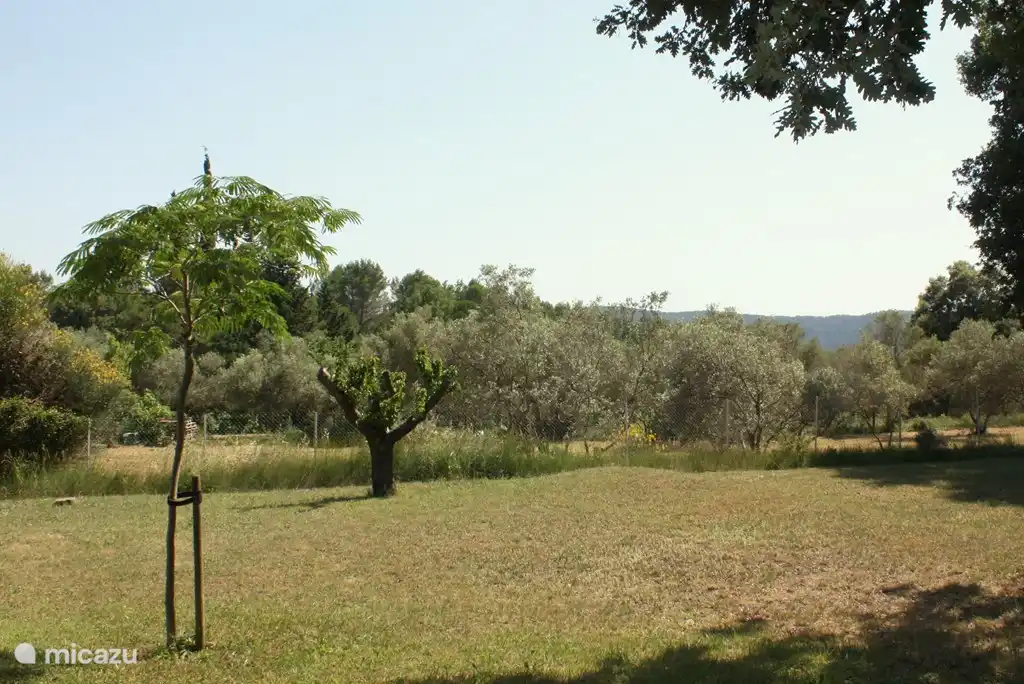 Blick auf die Olivenbäume