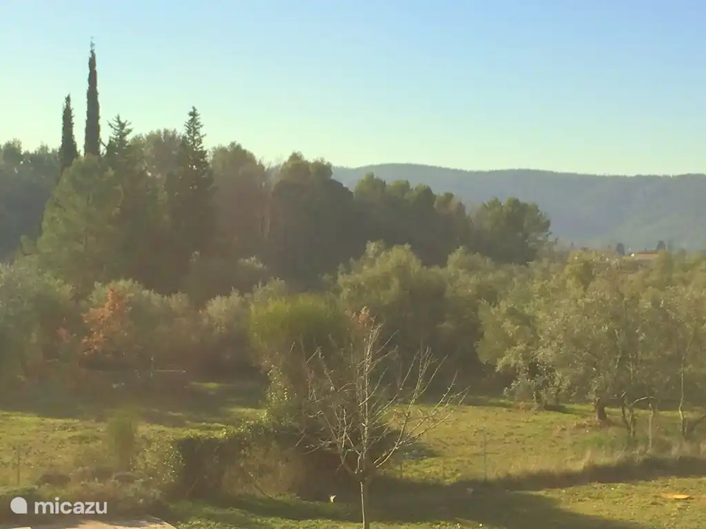 Der Blick auf Olivenbäume, Pinien, Zypressen und die Berge hinter Bagnols und Foret