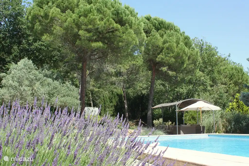 Sie können den Lavendel riechen