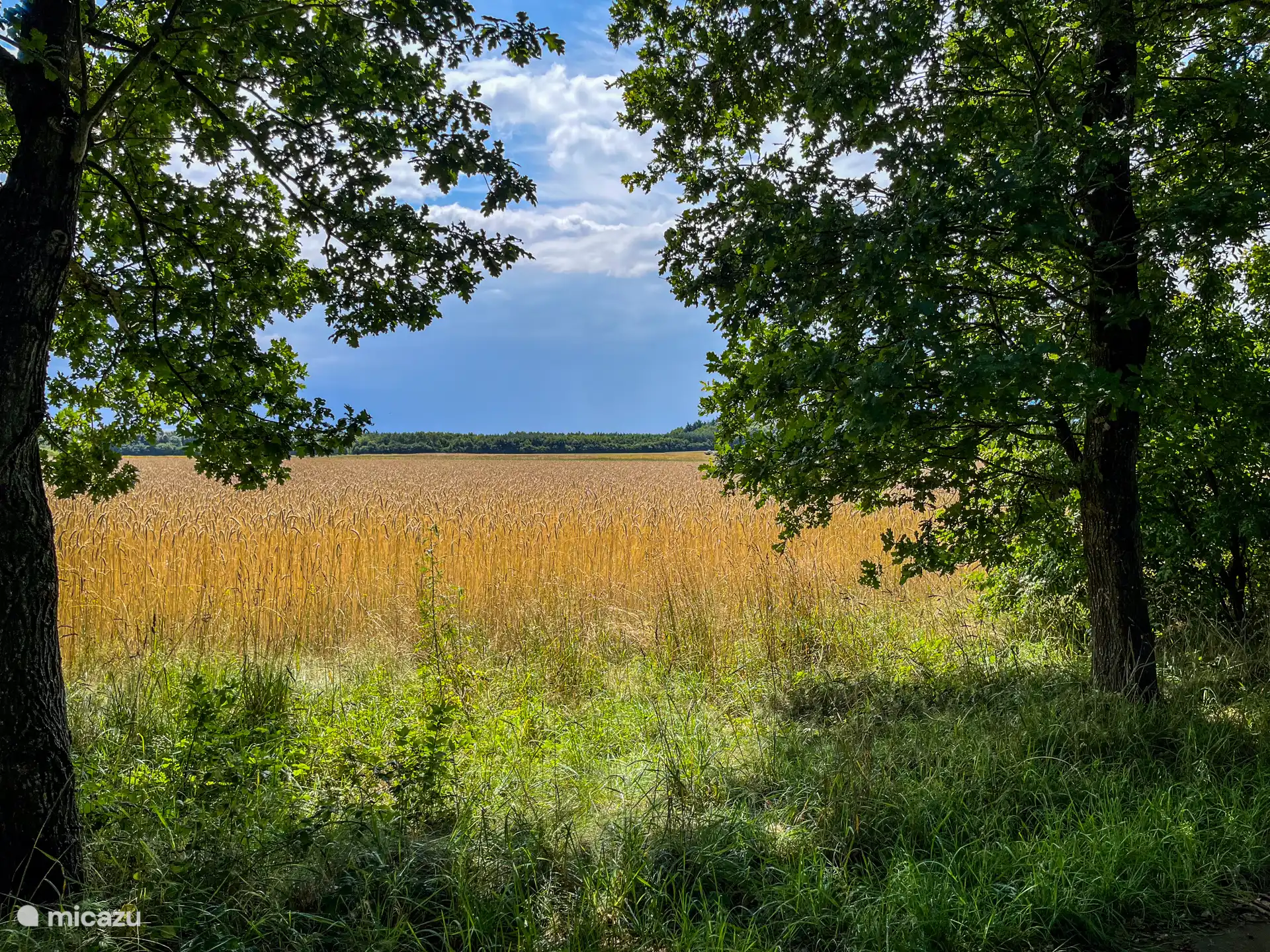 Wuivende graanvelden in het Drents landschap. Een variatie van bossen en weidse uitzicht over het Drents landschap.