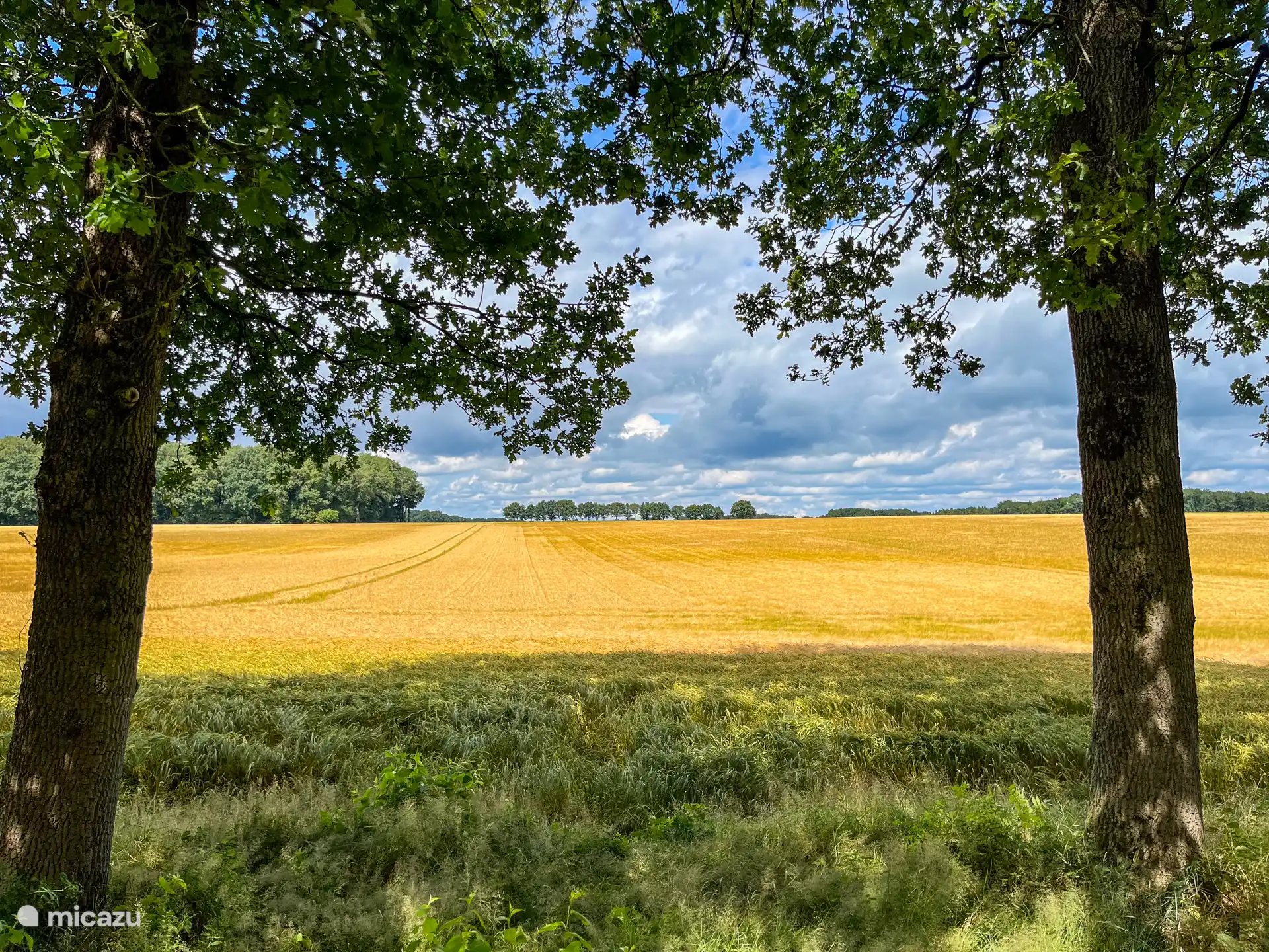 Wuivende graanvelden in het Drents landschap. Een variatie van bossen en weids uitzicht over het Drents landschap.