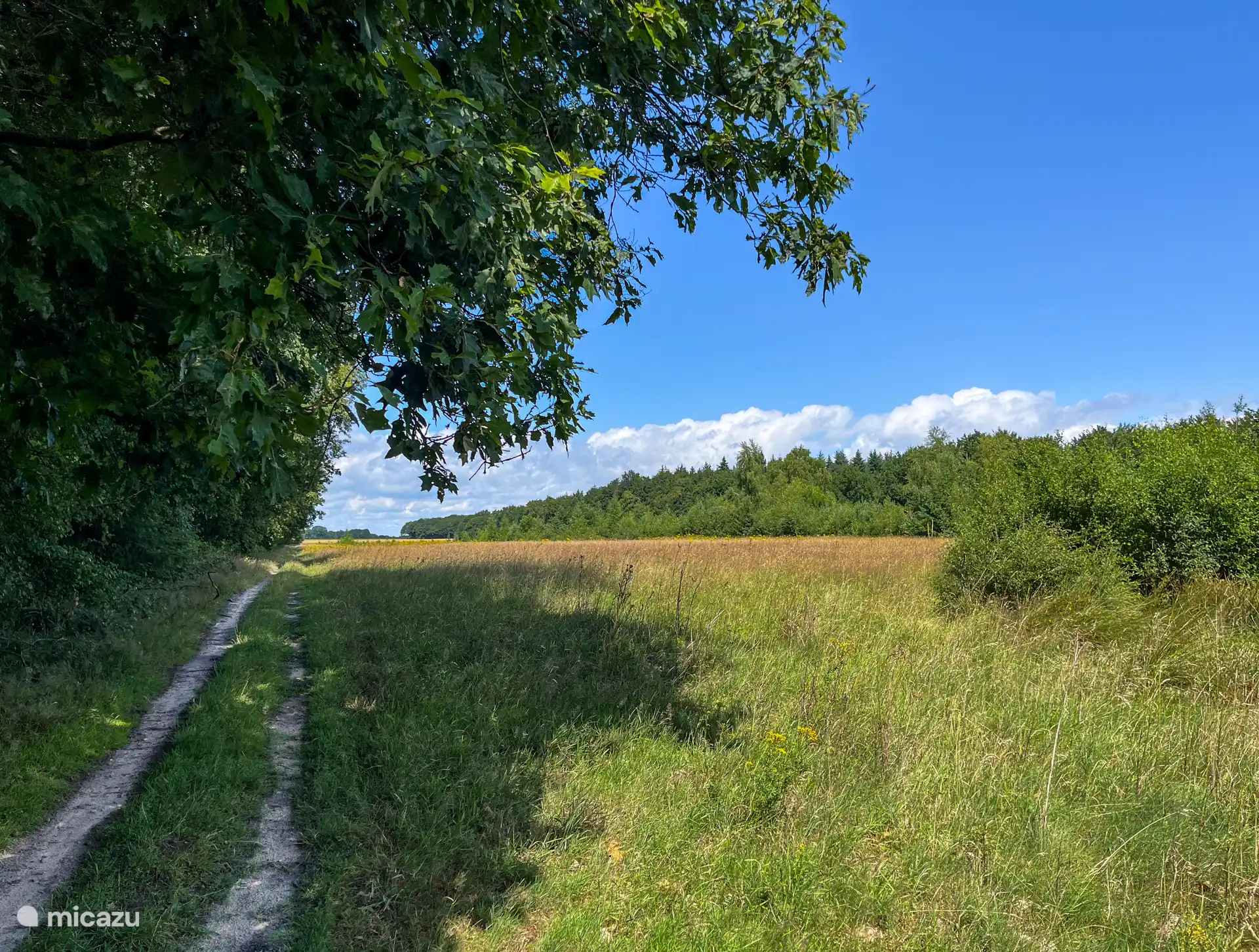 Vanuit Huisje78 loop je zo het prachtige Hunzebos, waar je uren kunt wandelen.