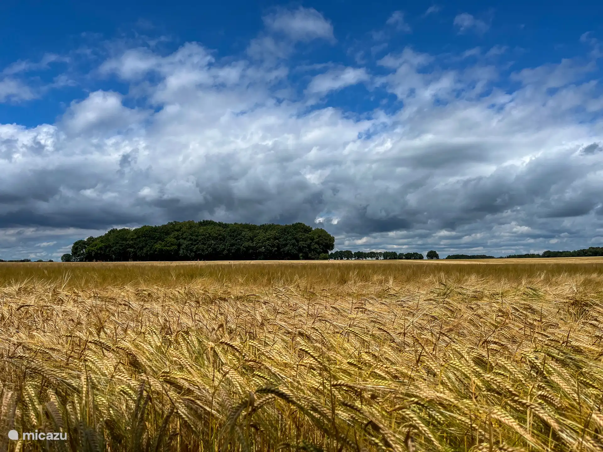 Wuivende graanvelden in het Drents landschap. Een variatie van bossen en weids uitzicht over het Drents landschap.