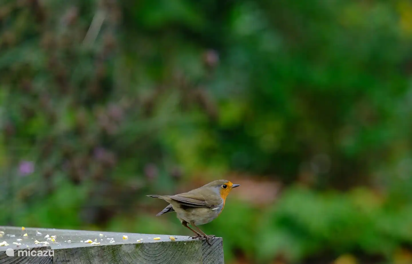 There is everything to discover in the garden. This beautiful robin roams around the house.