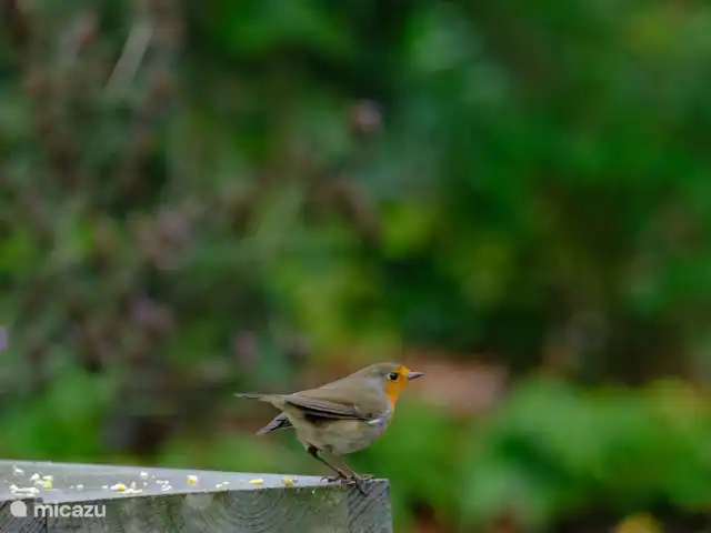 Huisje 78 in Drenthe huren in Nederland, Drenthe, Exloo - bungalow In de tuin is van alles te ontdekken. Dit prachtige roodborstje scharrelt lekker rondom het huisje.