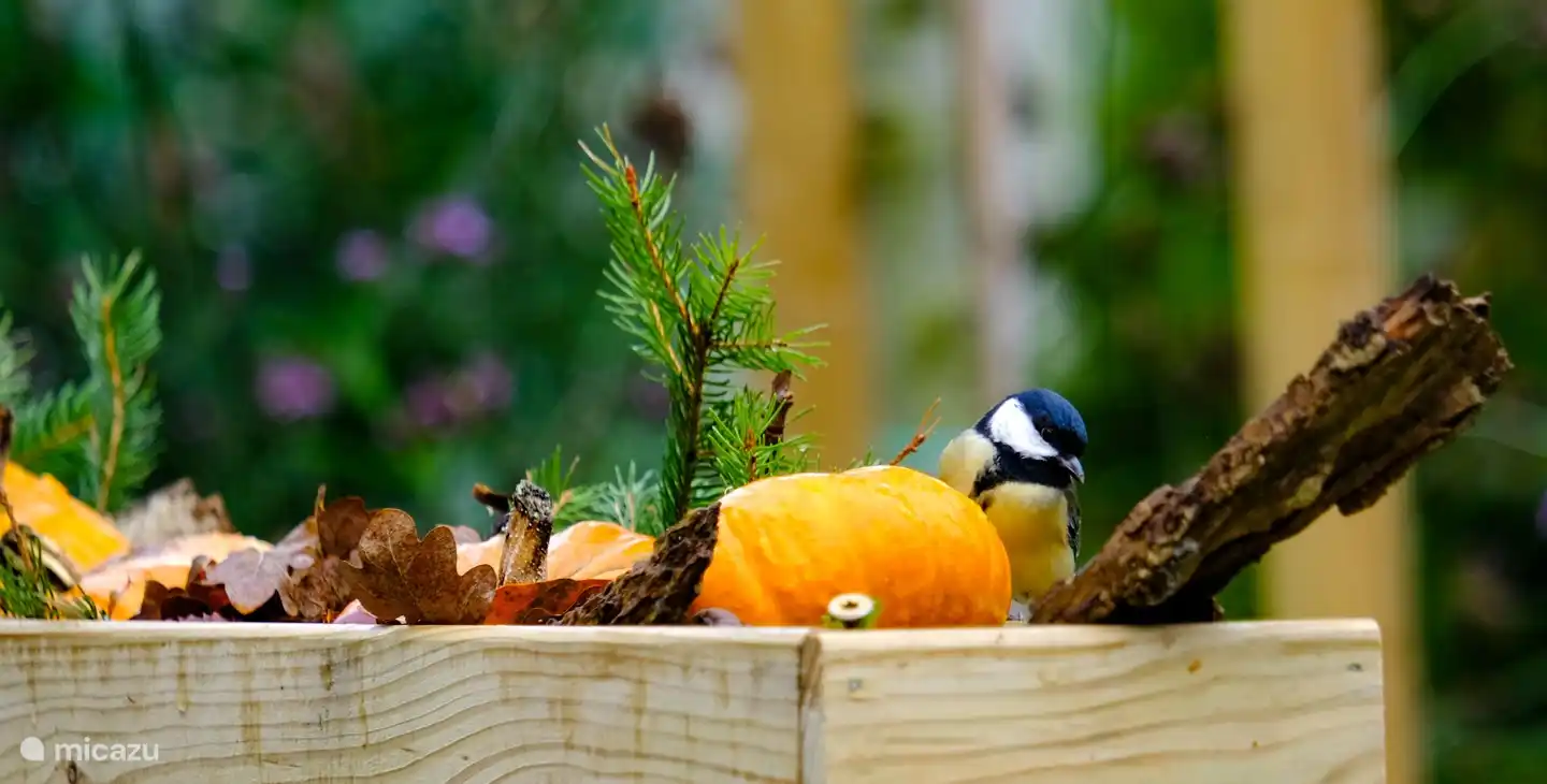We find a great tit on the feeding board.