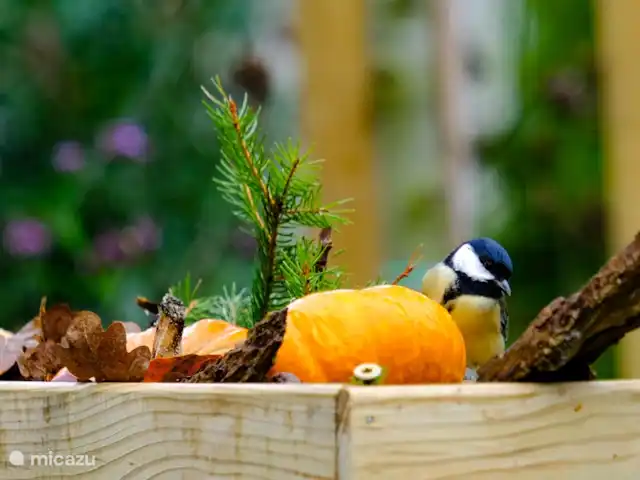 Huisje 78 in Drenthe huren in Nederland, Drenthe, Exloo - bungalow Veel vogels scharrelen rond in de tuin. Dit nieuwsgierige koolmeesje checkt of er wat te eten valt in de plantenbak.