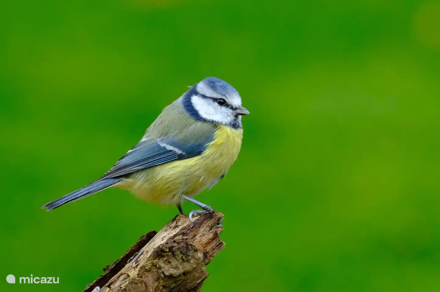 Blue tit spotted in our own garden. For nature photographers a nice spot to photograph these beautiful birds.