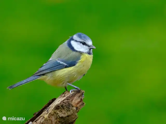 Huisje 78 in Drenthe huren in Nederland, Drenthe, Exloo - bungalow Pimpelmeesje gespot in eigen tuin. Voor natuurfotografen een mooi stekje om deze prachtige vogels te kunnen fotograferen.