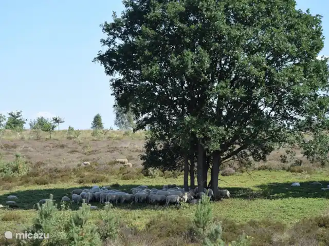 Casa de vacaciones Pura Vida en Países Bajos, Overijssel, Holten - casa vacacional Hermosa naturaleza