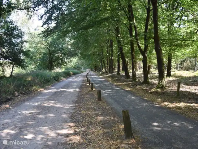 Casa de vacaciones Pura Vida en Países Bajos, Overijssel, Holten - casa vacacional Área arbolada