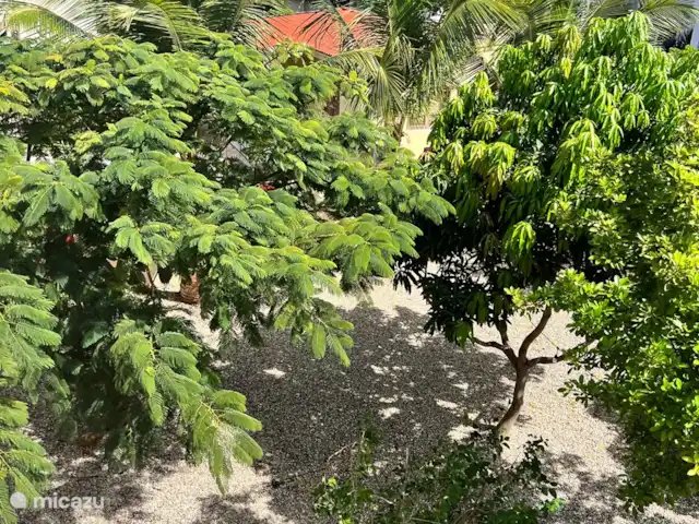 Casa Aruba | Aruba, Nord, Alto Vista - appartement Le jardin commun avec beaucoup d'ombre